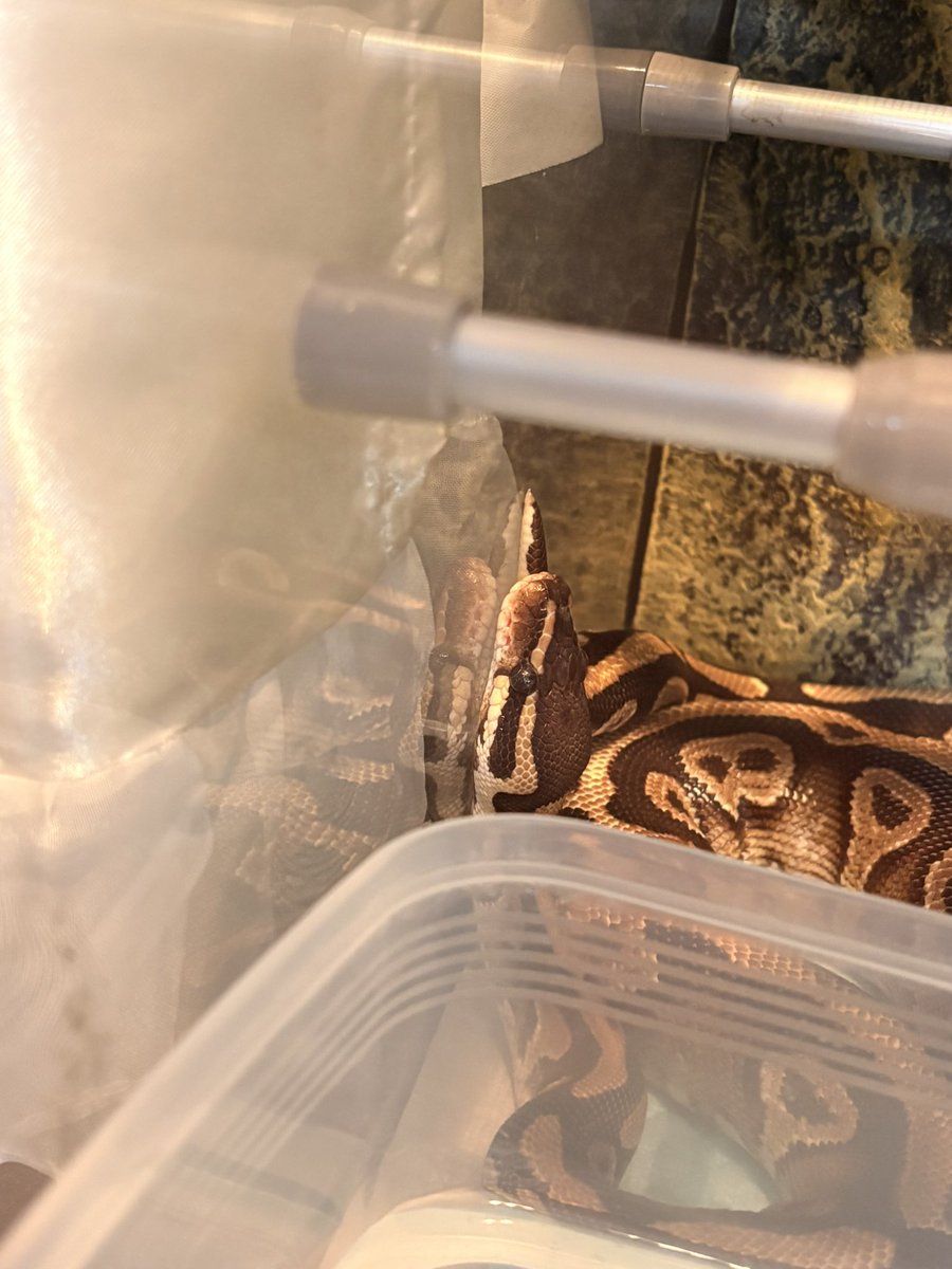 もなか tweet media