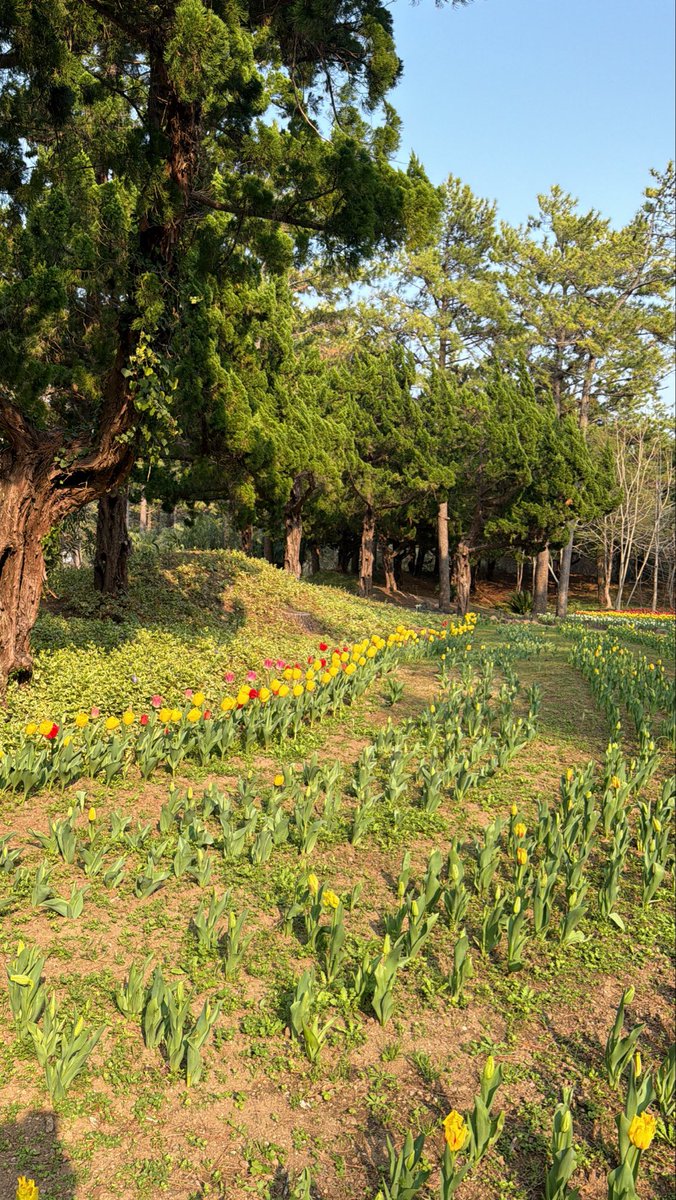 التوليب وجماله😍🌷