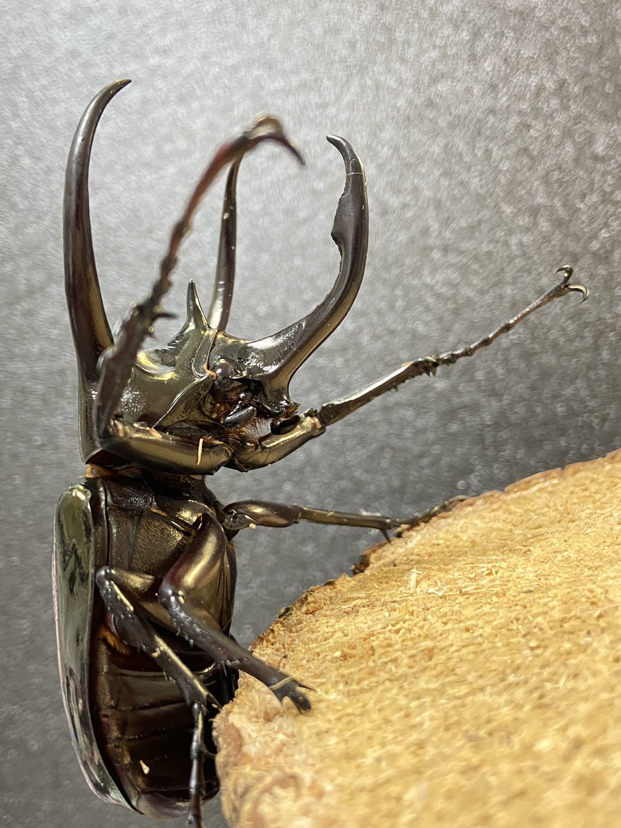 ビソン🐞 tweet media