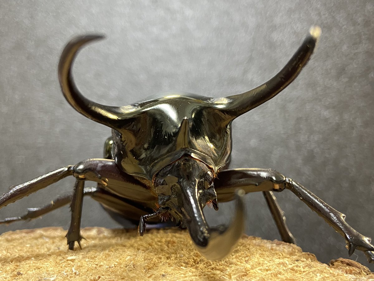 ビソン🐞 tweet media