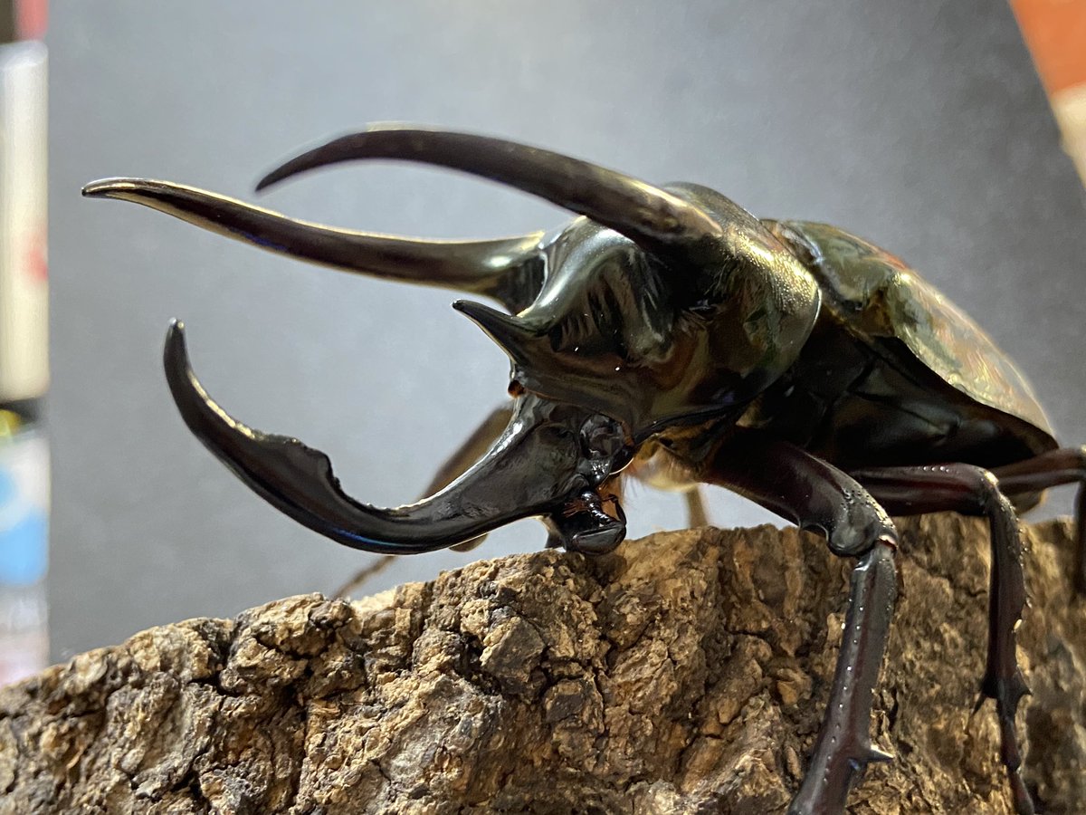 ビソン🐞 tweet media