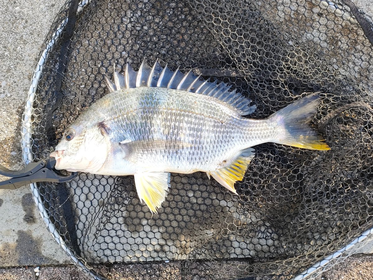 KRX45_mutek's tweet image. 無理矢理釣行🎣 風はまだ冷たいのよ。1時間でも楽しめた 感謝🙏 #チニング #KEITECH #クレイジーフラッパー  #東京湾奥