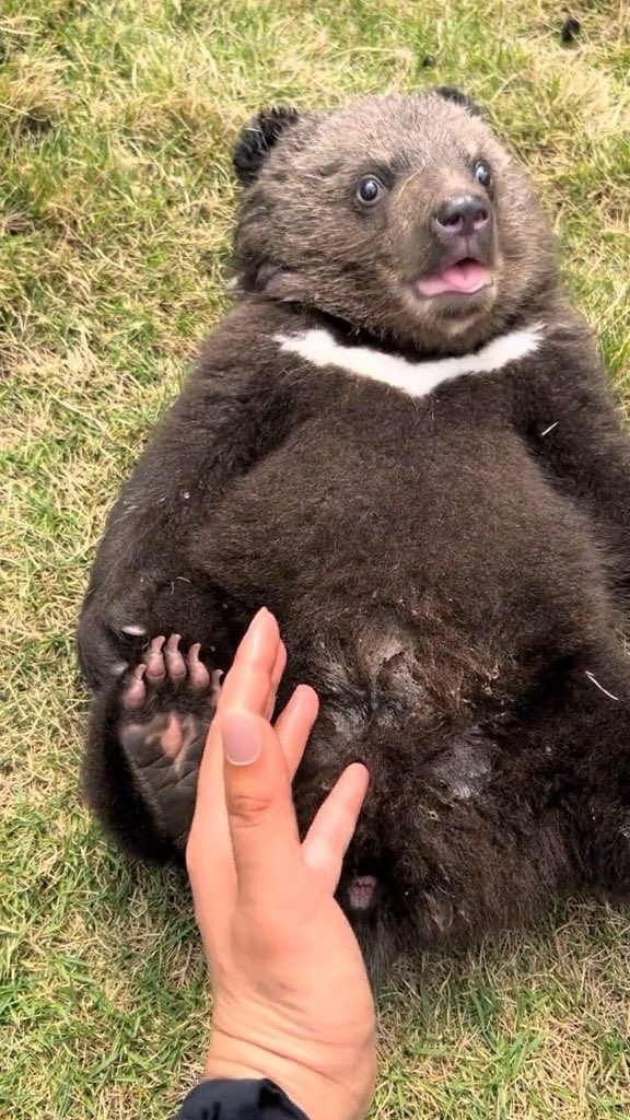 helio tha bwear tweet media