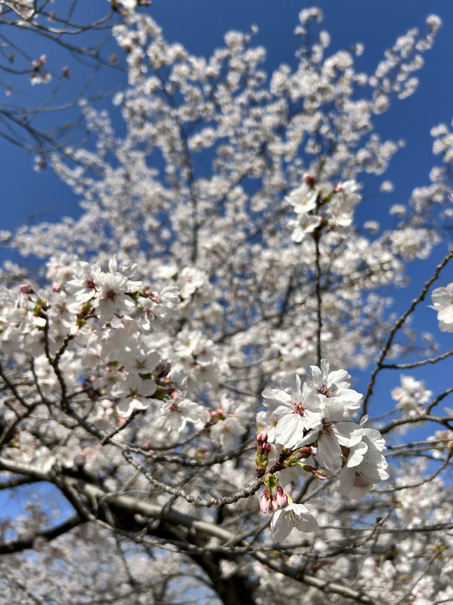 子のお友達親子2組とお花見をしてきた🌸
子供達はテンション上がってめちゃくちゃ楽しそうにしていた☺️

週末の雨で桜は散るみたいだから、その前にゆっくり桜を観れてよかった。