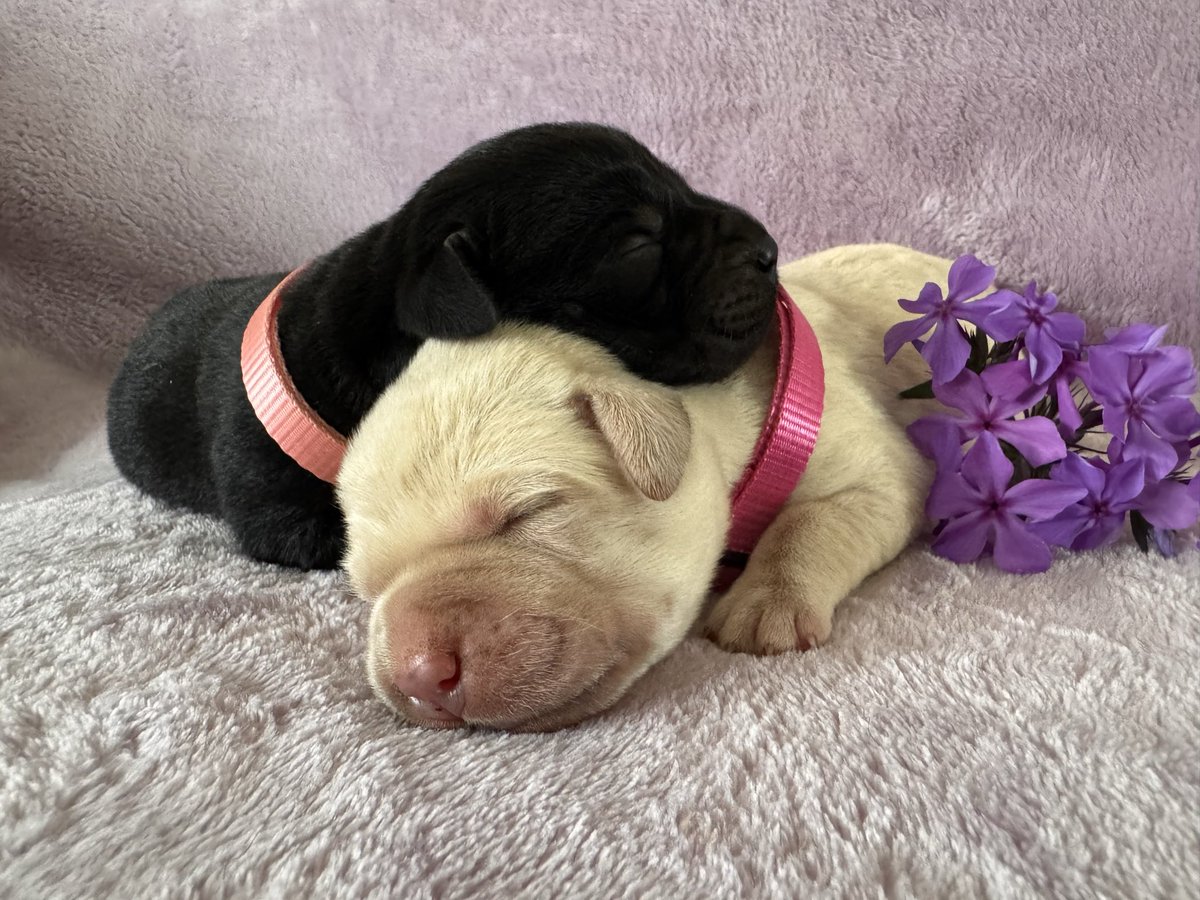 Nothingbettere's tweet image. The girls 🖤💛 are looking so beautiful this morning! They enjoyed having their very own photo shoot 😉🥰 #puppy #labrador #snuggles #flowers
