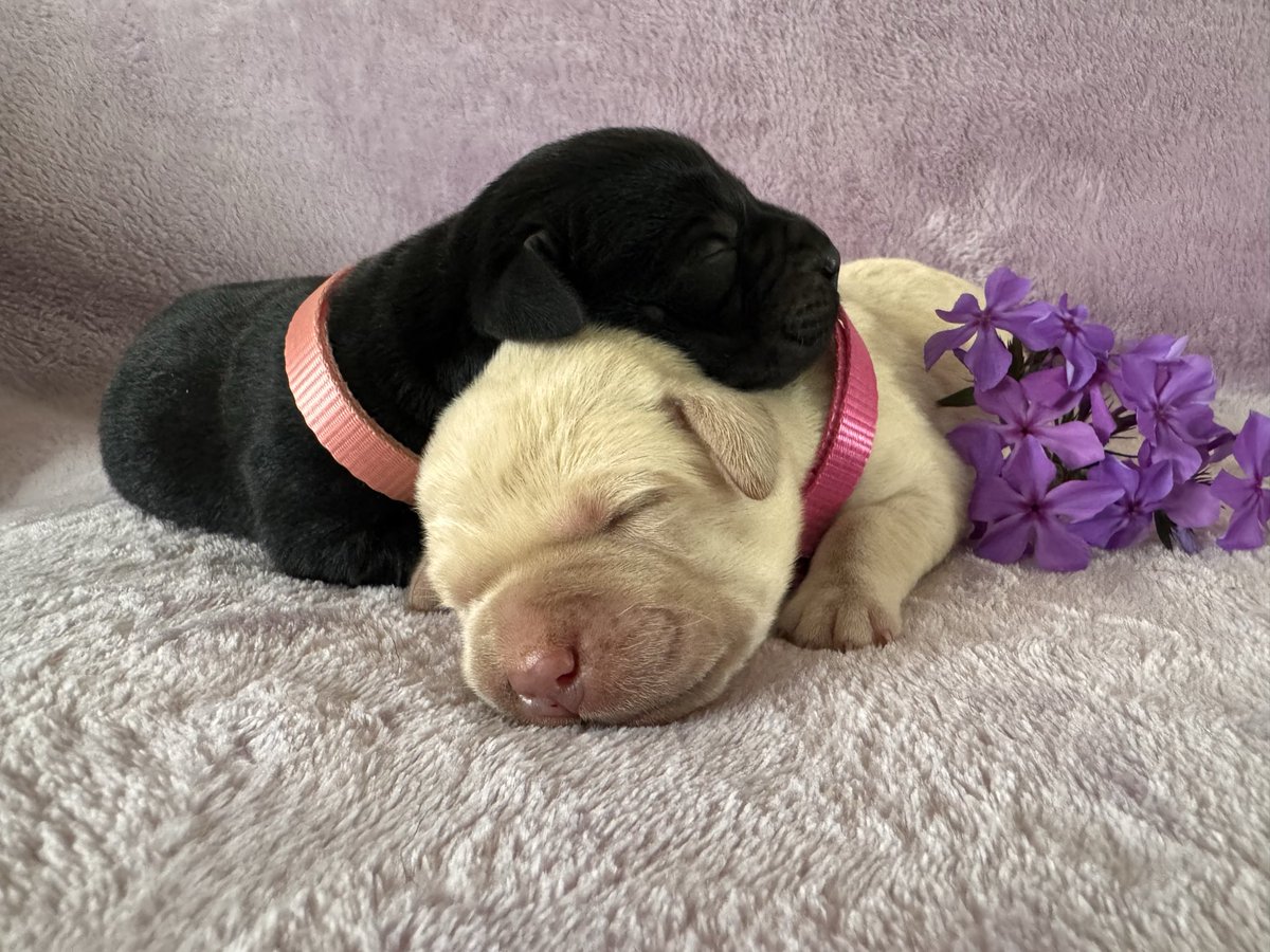 Nothingbettere's tweet image. The girls 🖤💛 are looking so beautiful this morning! They enjoyed having their very own photo shoot 😉🥰 #puppy #labrador #snuggles #flowers