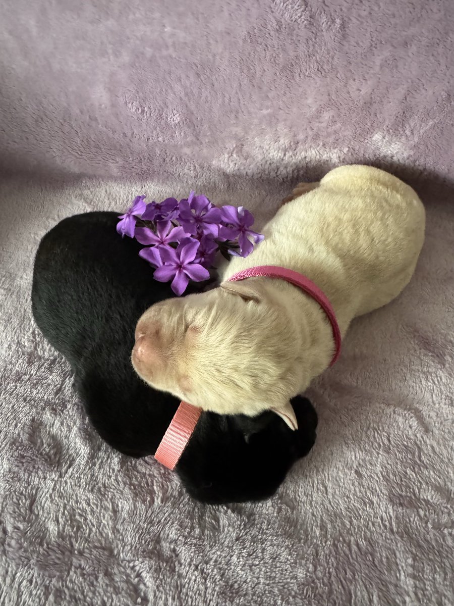 Nothingbettere's tweet image. The girls 🖤💛 are looking so beautiful this morning! They enjoyed having their very own photo shoot 😉🥰 #puppy #labrador #snuggles #flowers