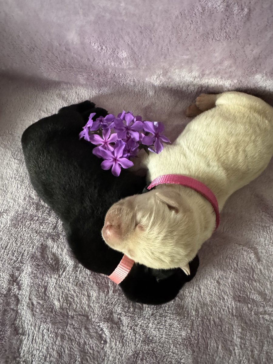 Nothingbettere's tweet image. The girls 🖤💛 are looking so beautiful this morning! They enjoyed having their very own photo shoot 😉🥰 #puppy #labrador #snuggles #flowers