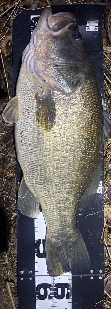 ヨシン tweet media