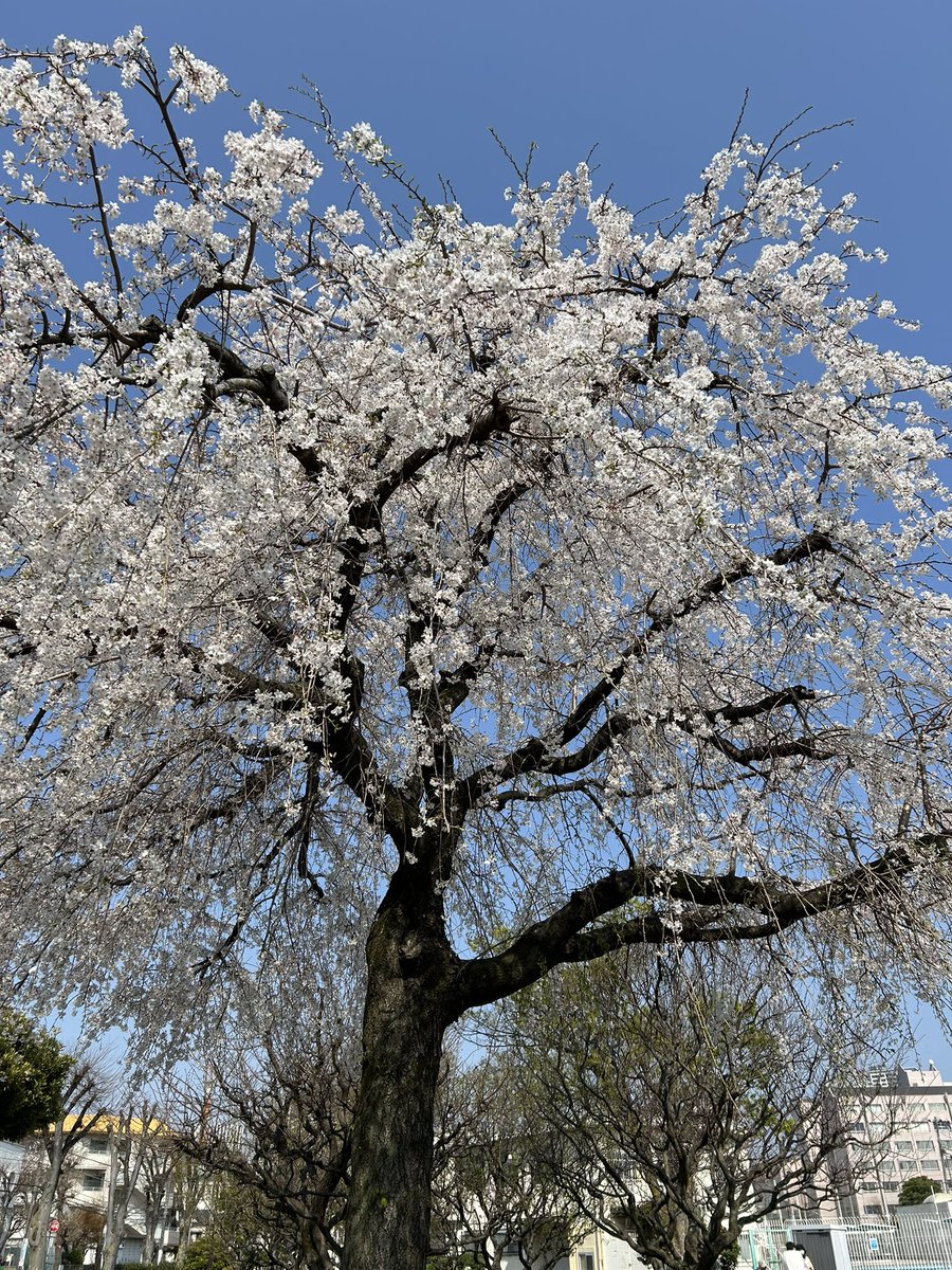 kazu-japan tweet media