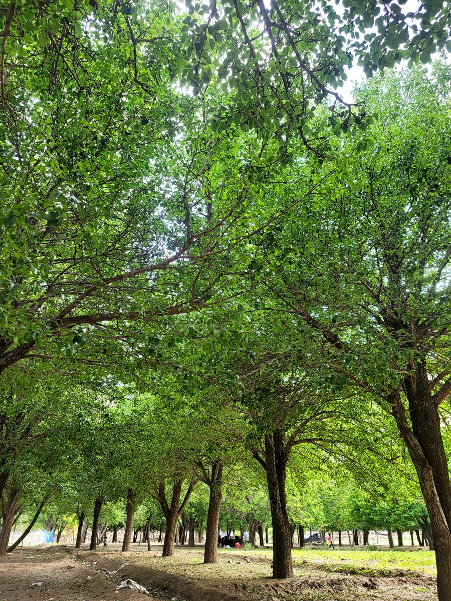 Ahmed Saleh tweet media