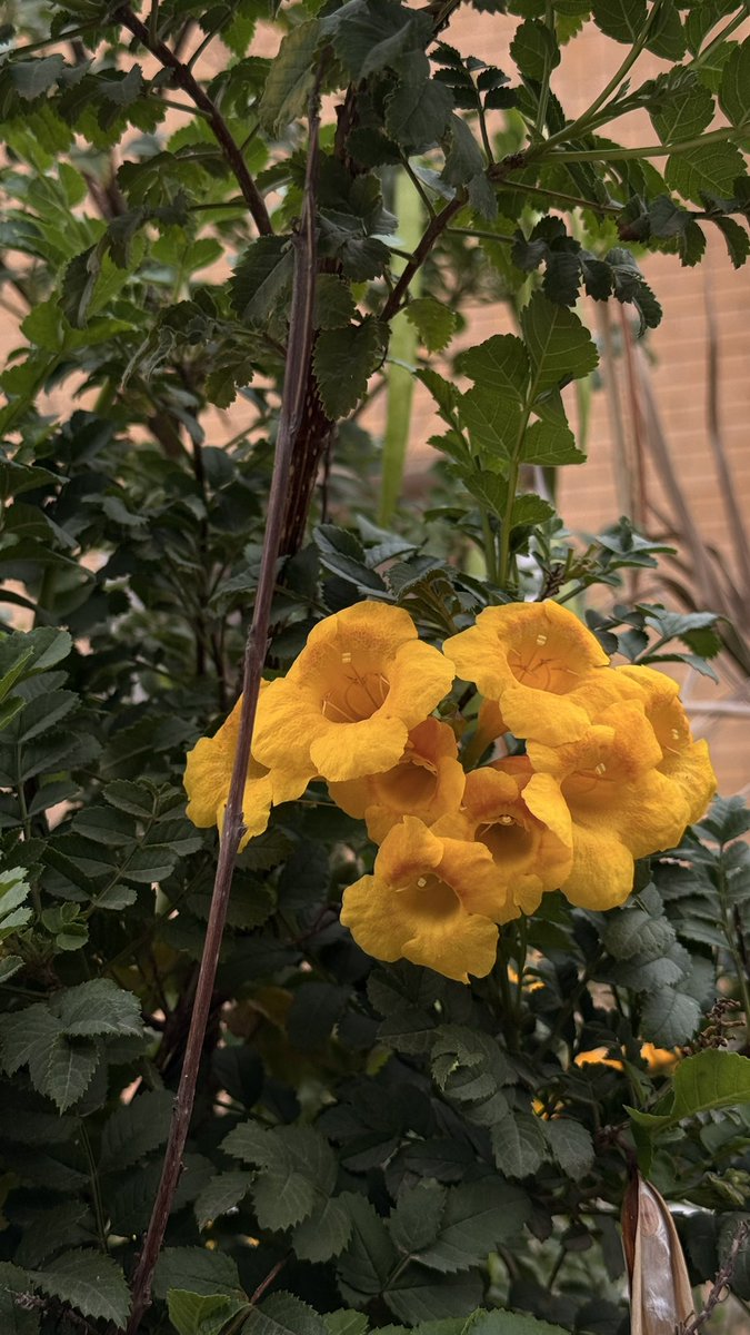 iidec33's tweet photo. ربيع الكويت 🇰🇼✨🥹 https://t.co/gpzcB4e4xp