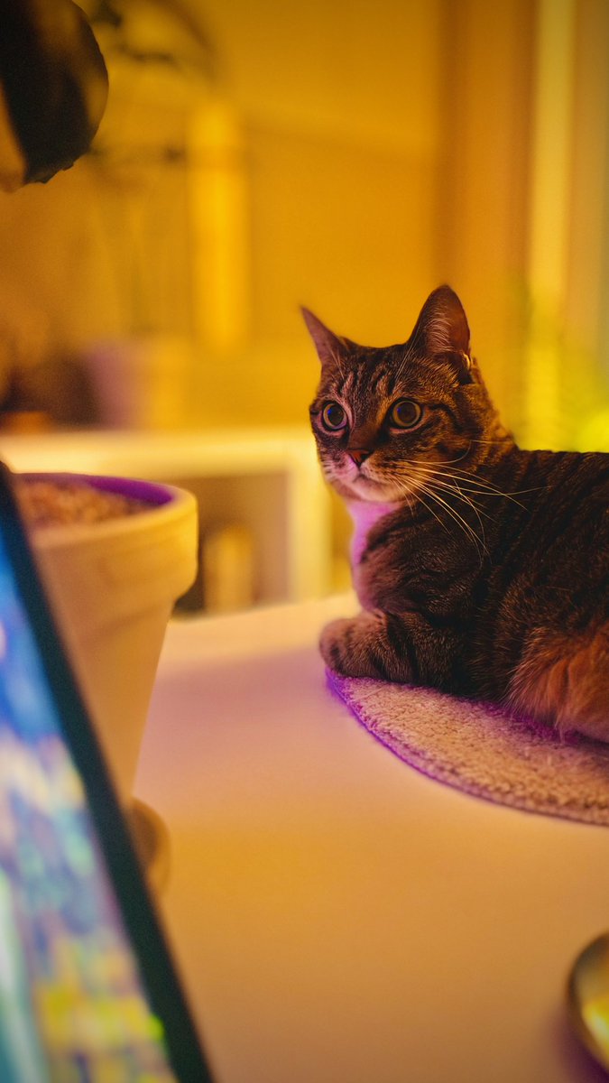 Lazymind tweet media