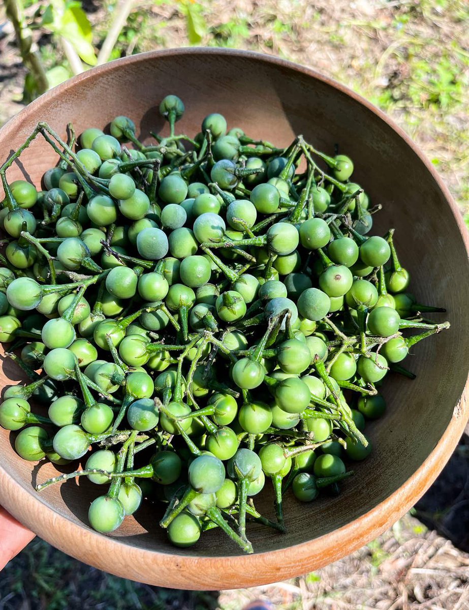 ChiefHerbalist tweet media