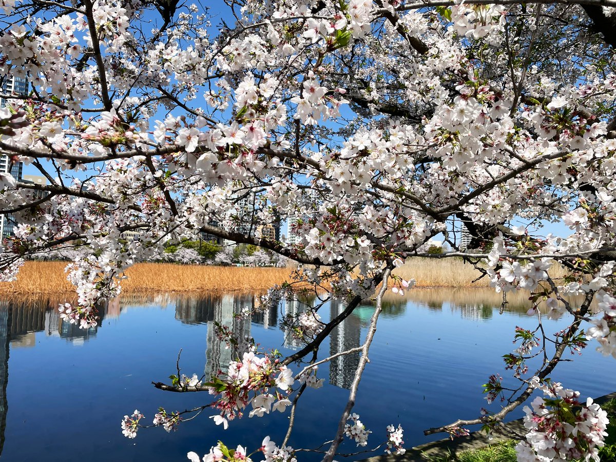 チシャ猫 tweet media