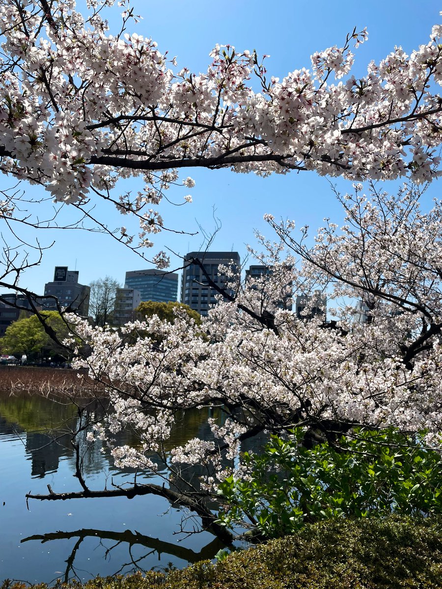 チシャ猫 tweet media