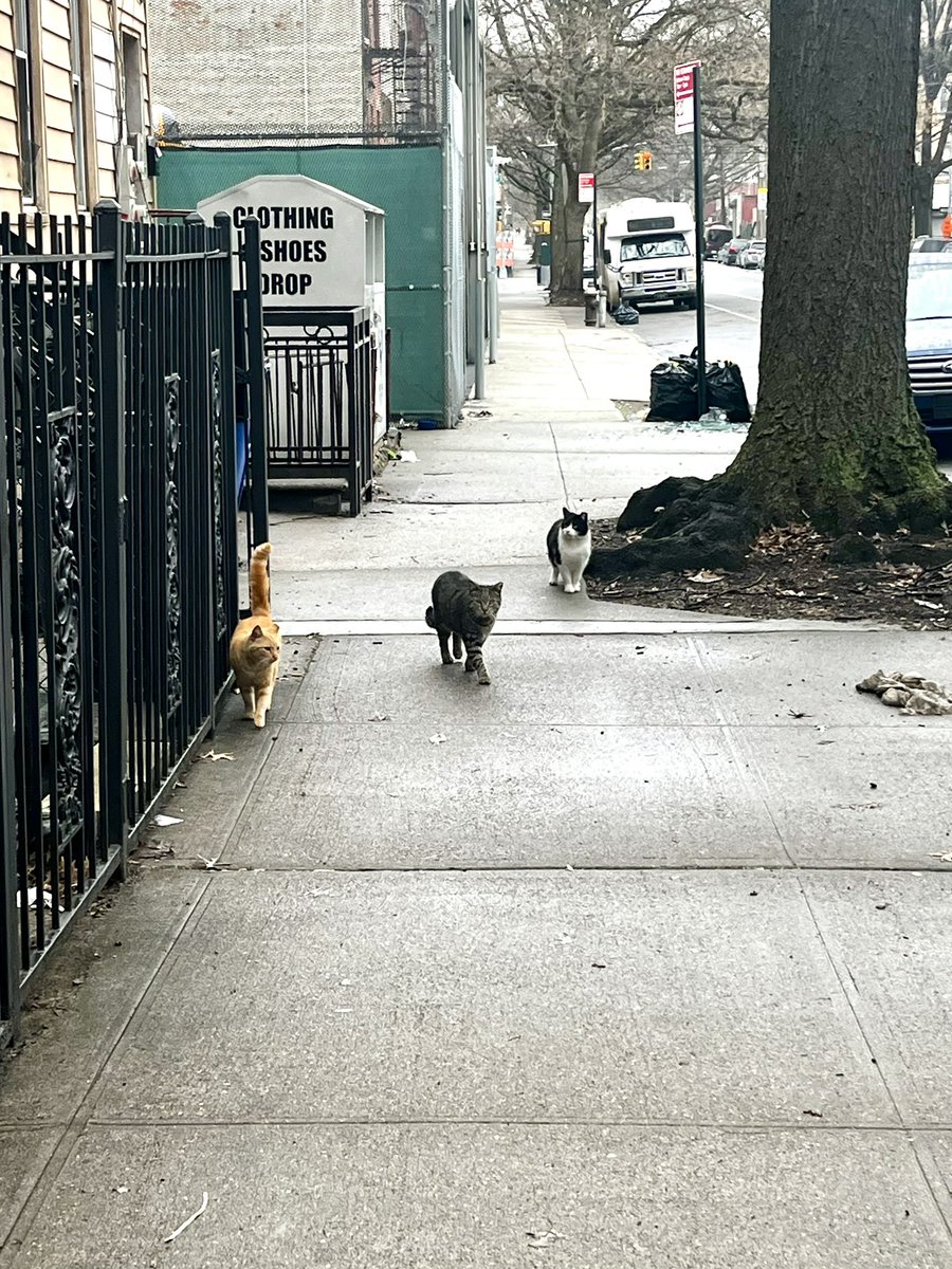 saw the orange and hit it with a ‘pspspsps’ and the other two ran out from the abyss