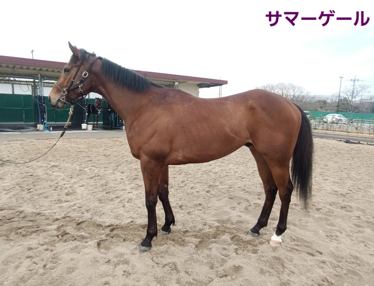 加藤士津八厩舎 tweet media