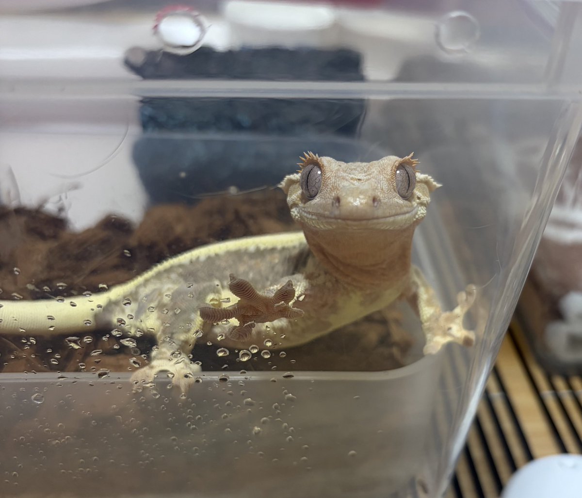 なむやん(⃔ ॑꒳ ॑*)⃕↝🪥 tweet media