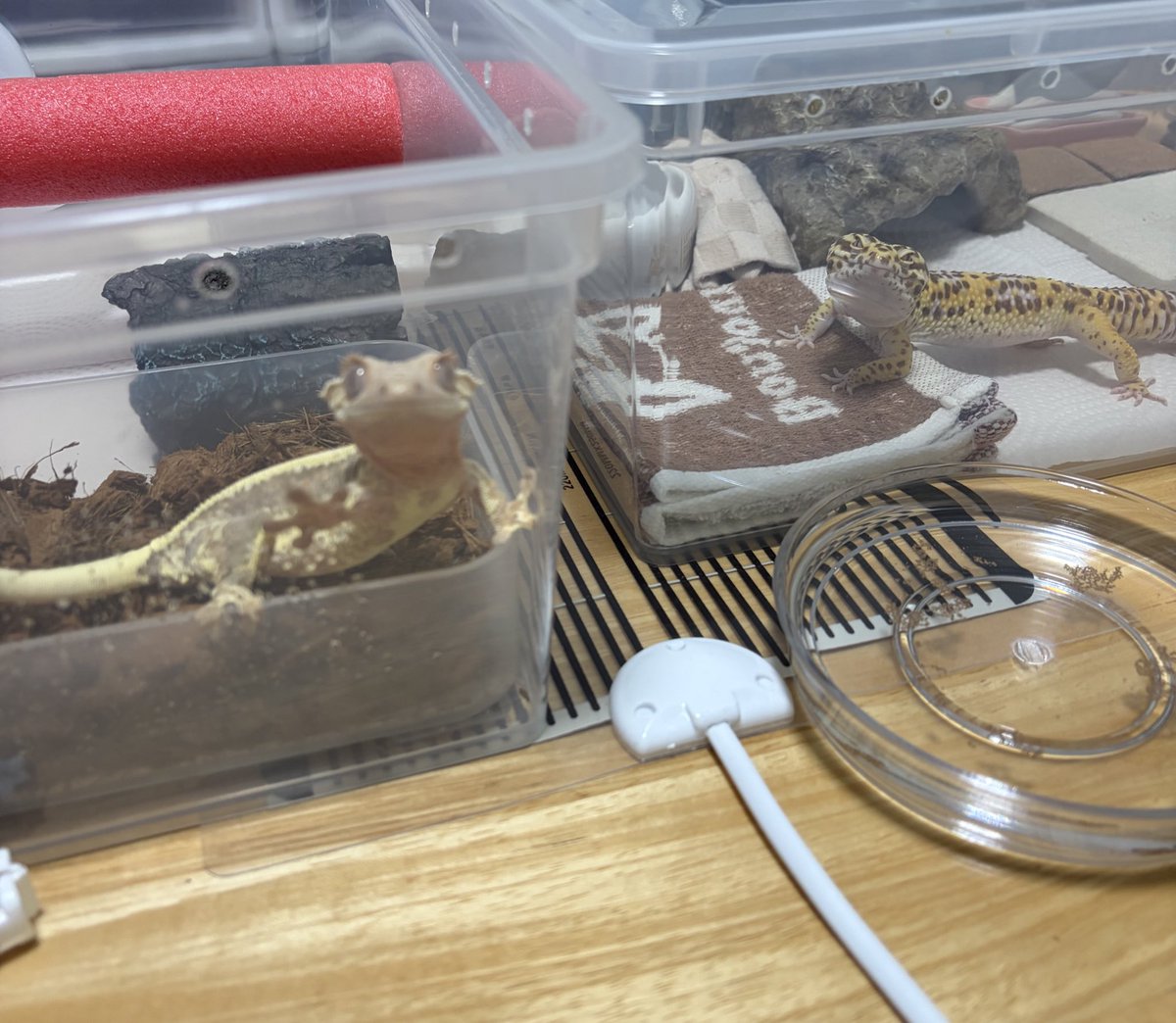 なむやん(⃔ ॑꒳ ॑*)⃕↝🪥 tweet media