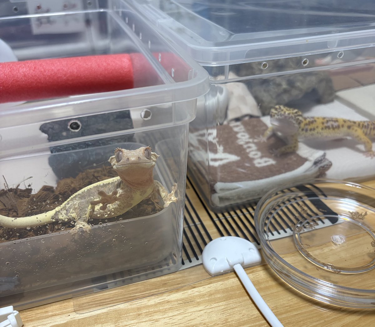 なむやん(⃔ ॑꒳ ॑*)⃕↝🪥 tweet media