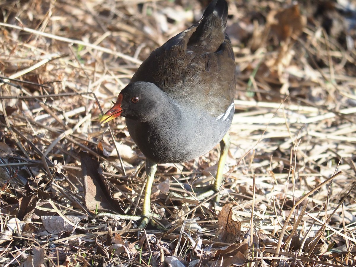 日高トモキチ@絵やら文やら写真やら tweet media