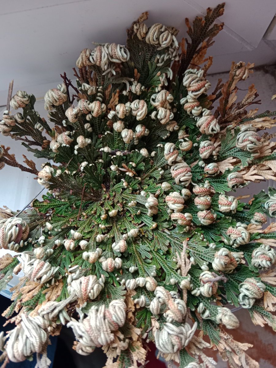 Artifijus 🦎 tweet media