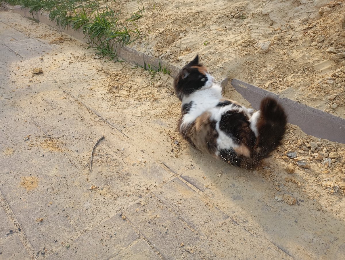 Alison 🇺🇦🇵🇸 tweet media