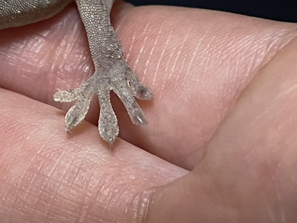 シュモ tweet media