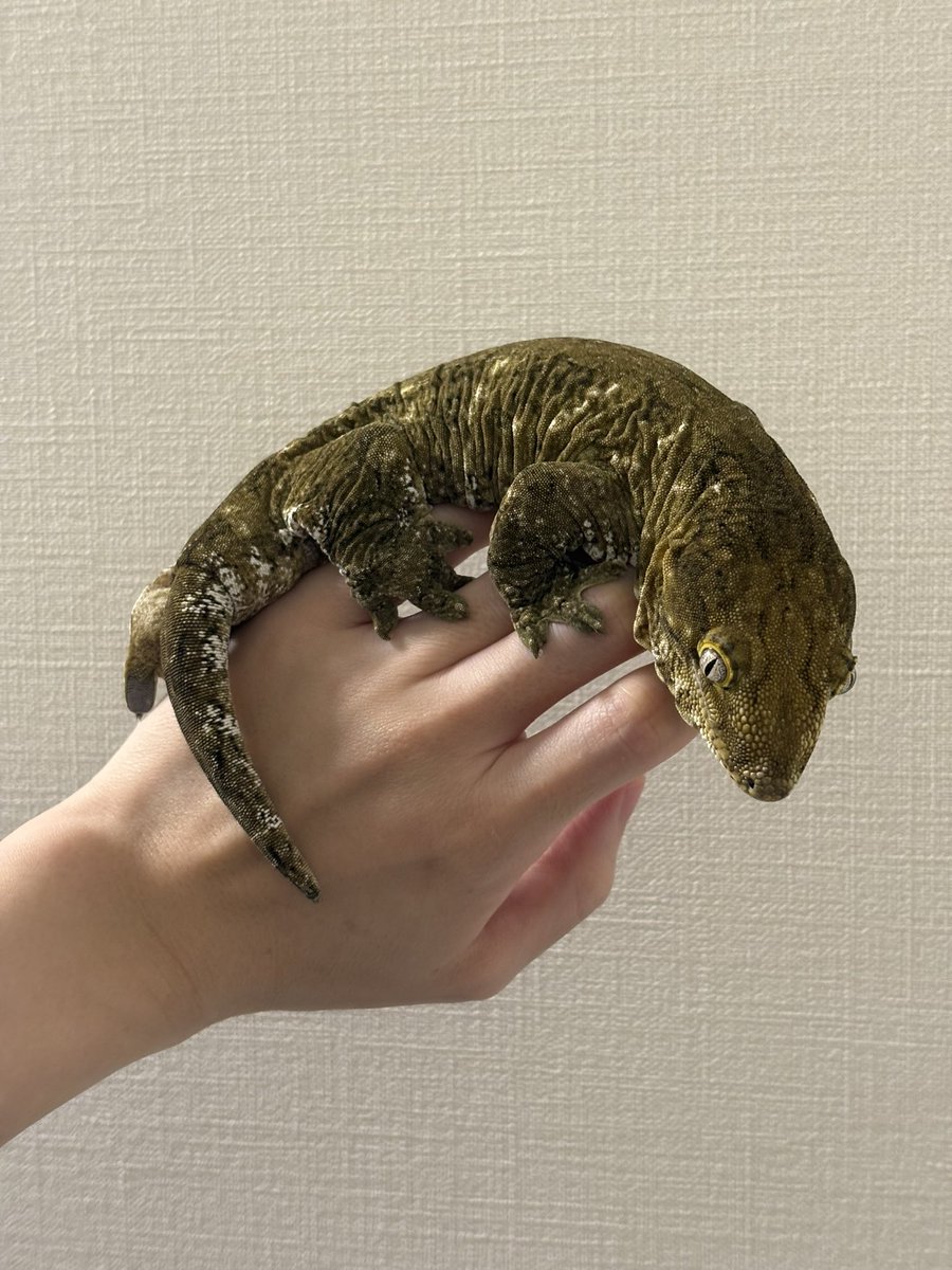 Reptiles_gp's tweet photo. 脱皮した子たち https://t.co/9OjesWp4Ij