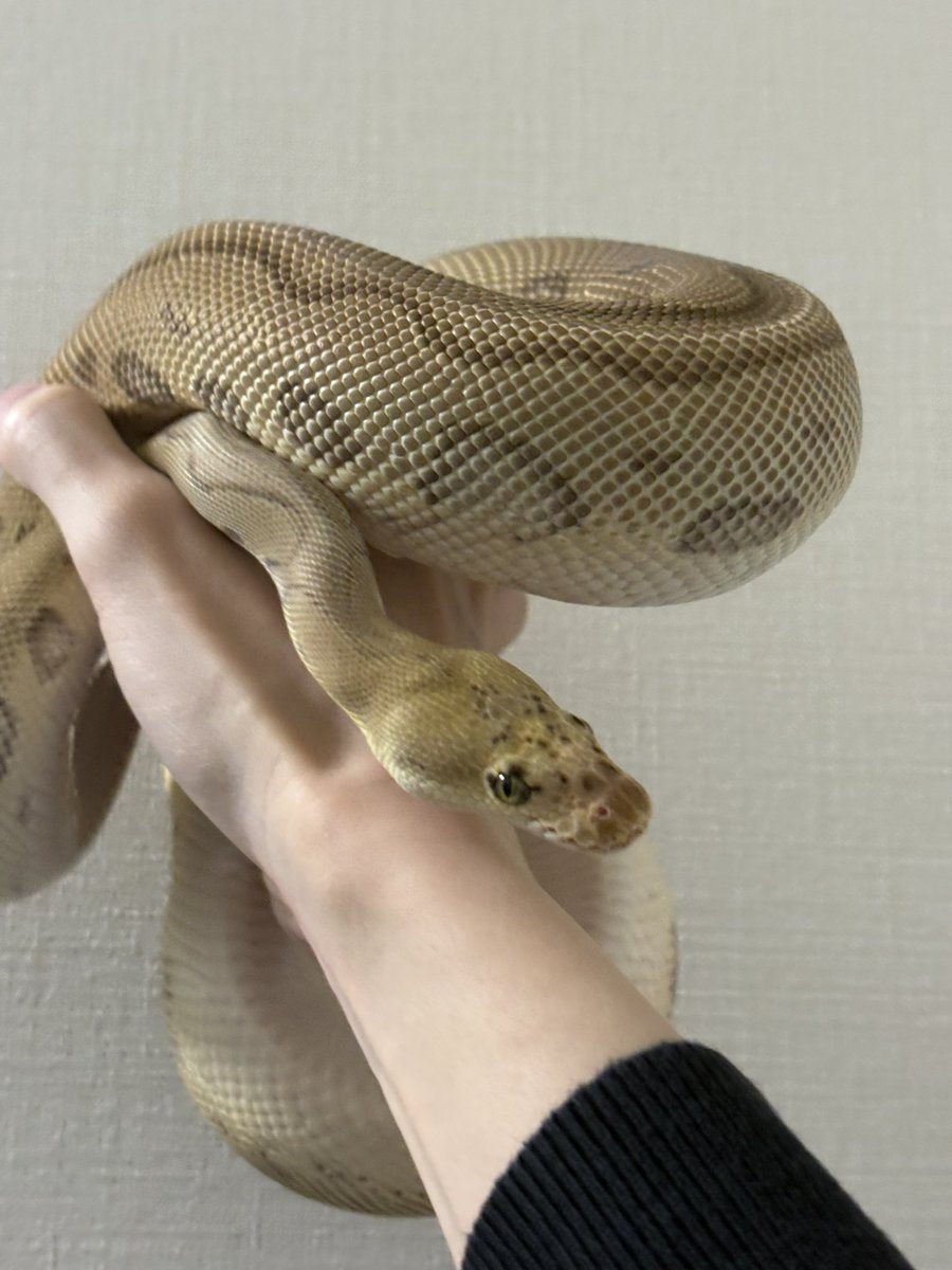 Reptiles_gp's tweet photo. 脱皮した子たち https://t.co/9OjesWp4Ij