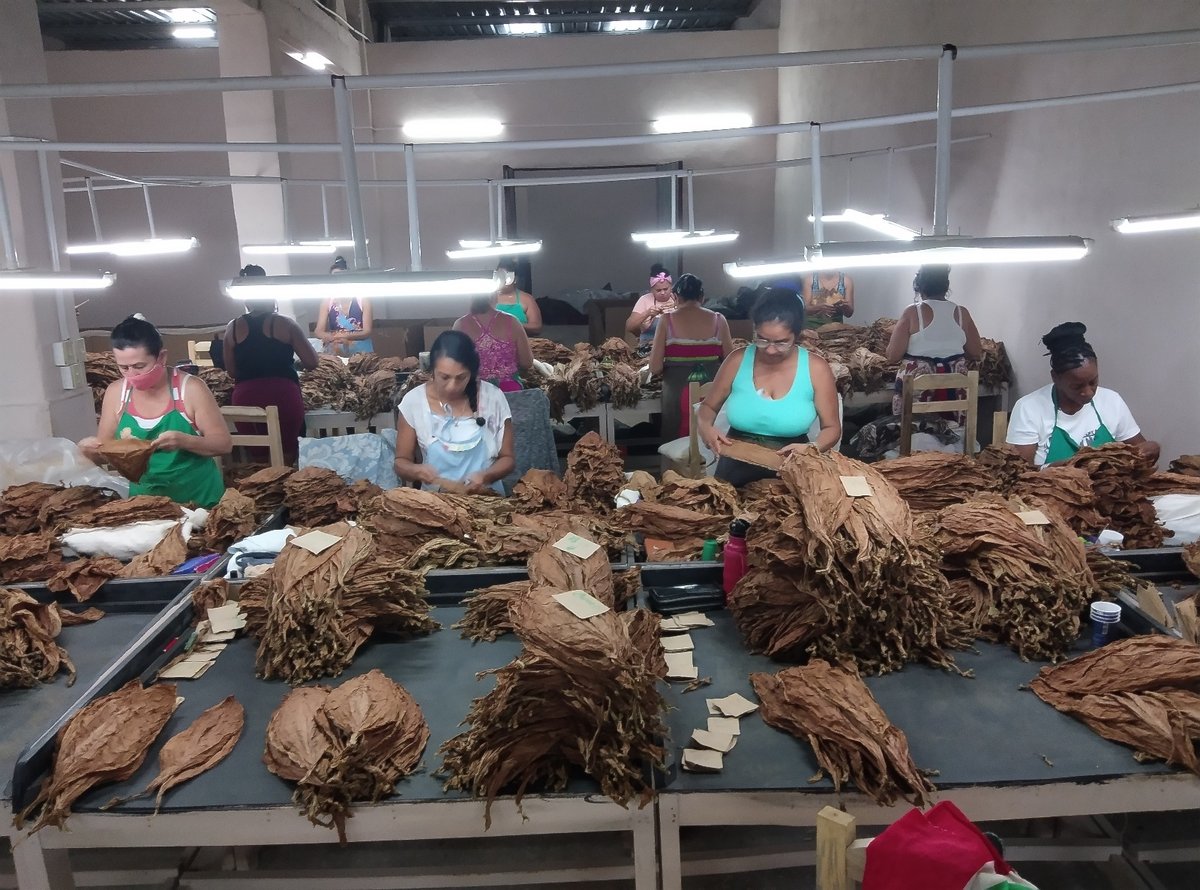 El tabaco no es solo el corazón económico del Ariguanabo: es una forma de vivir que honramos con hechos. Ayer dio inicio, el beneficio de tabaco tapado en la escogida de San Antonio de los Baños. Otras cuatro escogidas del municipio los harán en próximos días. <a href="/MinagCuba/">Ministerio de la Agricultura de Cuba</a>