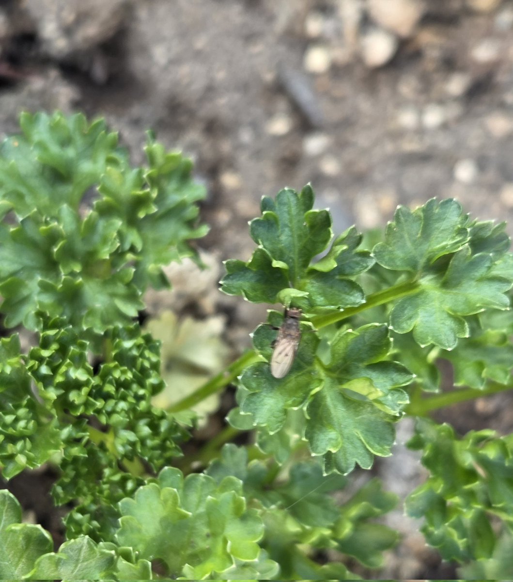 insect_64 tweet media