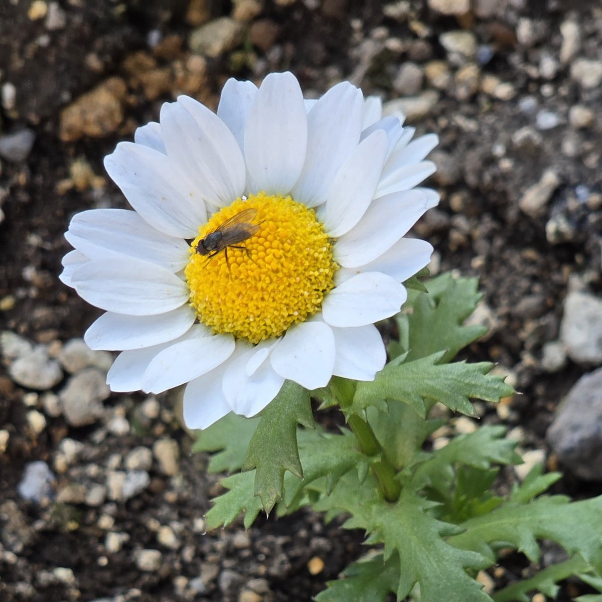 insect_64 tweet media