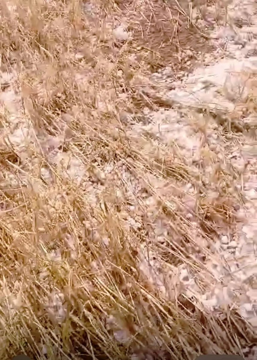 Indraj Babal Suratgarh tweet media