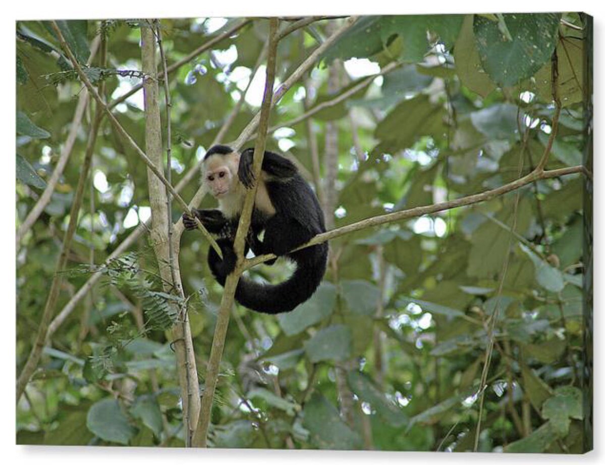 shonna99784's tweet image. Capuchins Tail End of a Busy Day - Canvas Print shonnahawkinsphotography.com/featured/capuc…

Check out the link to view this capture on canvas and other products.

#Capuchins #TailEnd #BusyDay #Panama #CanvasPrint #BuyIntoArt #ShonnaHawkins