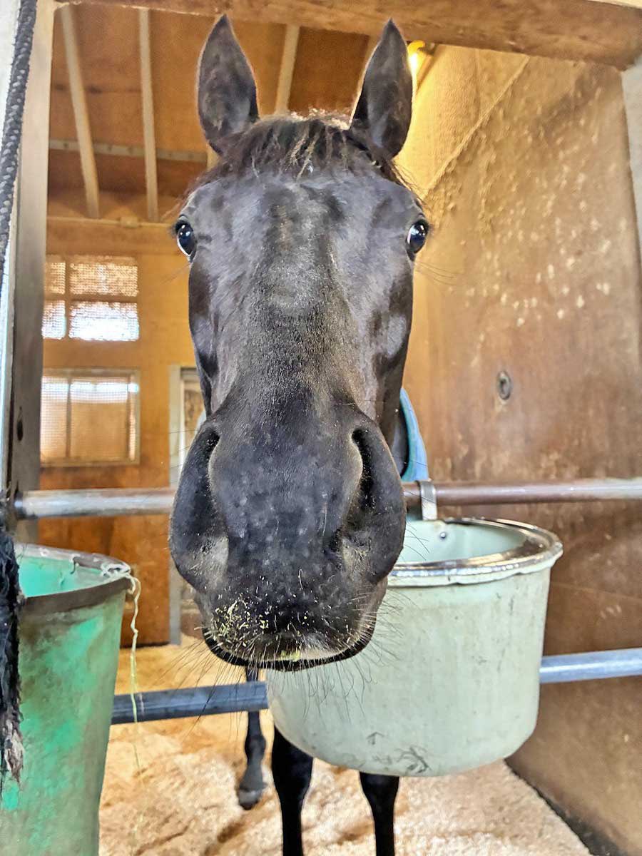 赤城 真理子（大阪スポーツ） tweet media