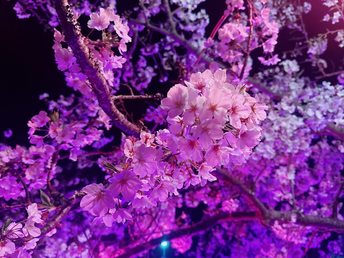 𝕞𝕚𝕣𝕒𝕚 tweet media