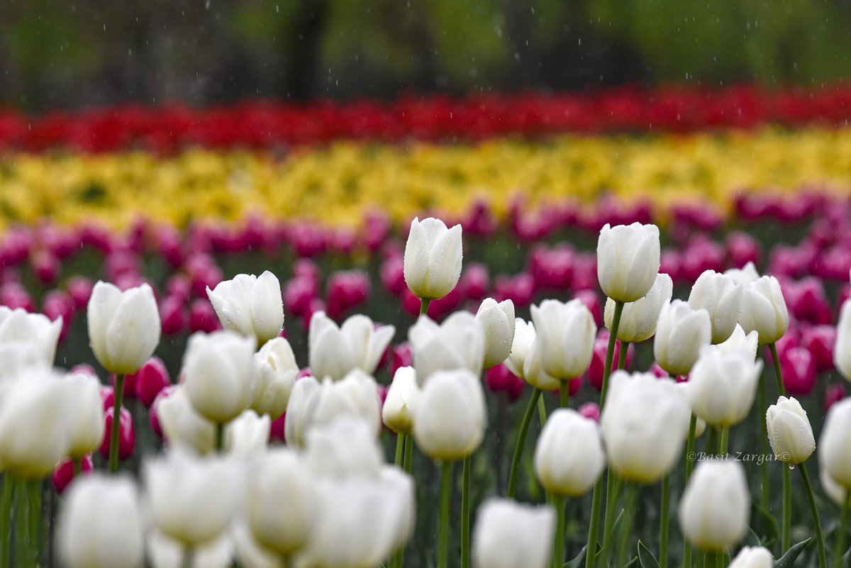 basiitzargar's tweet photo. Srinagar’s tulip garden offers a breathtaking view amid rainfall https://t.co/WtkuqQBr12