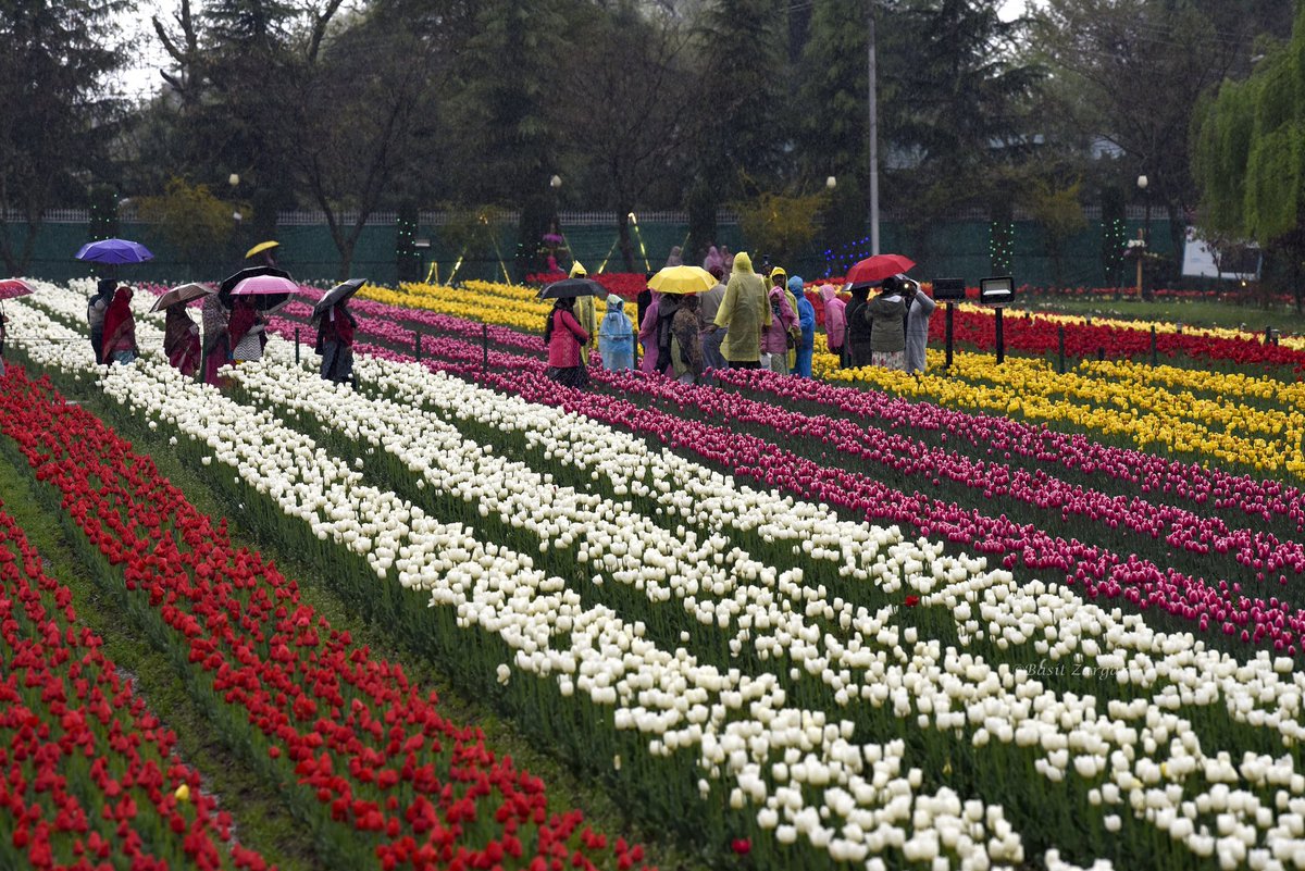 basiitzargar's tweet photo. Srinagar’s tulip garden offers a breathtaking view amid rainfall https://t.co/WtkuqQBr12