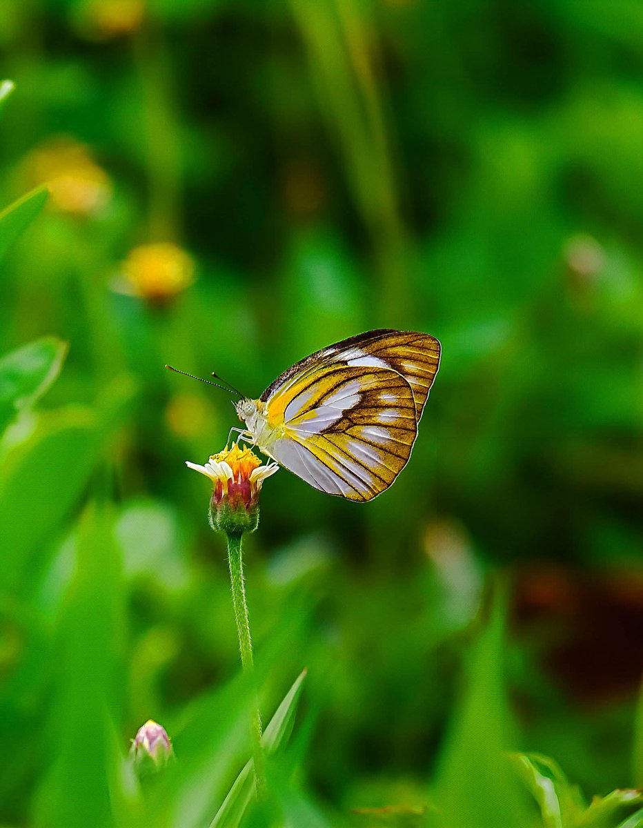 Tanu Trai. tweet media