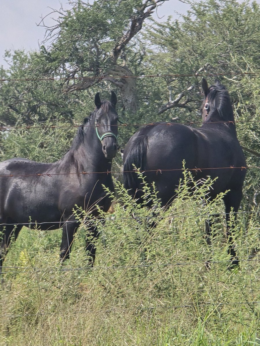 Sipho H. Showa tweet media