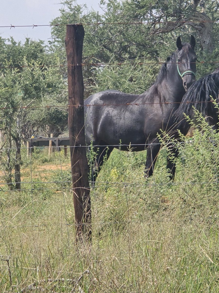 Sipho H. Showa tweet media