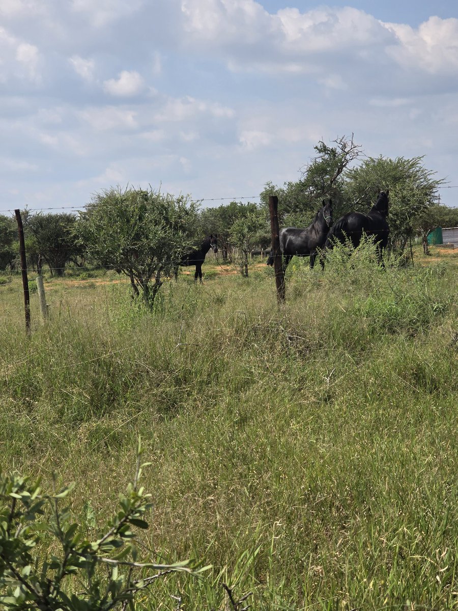 Sipho H. Showa tweet media