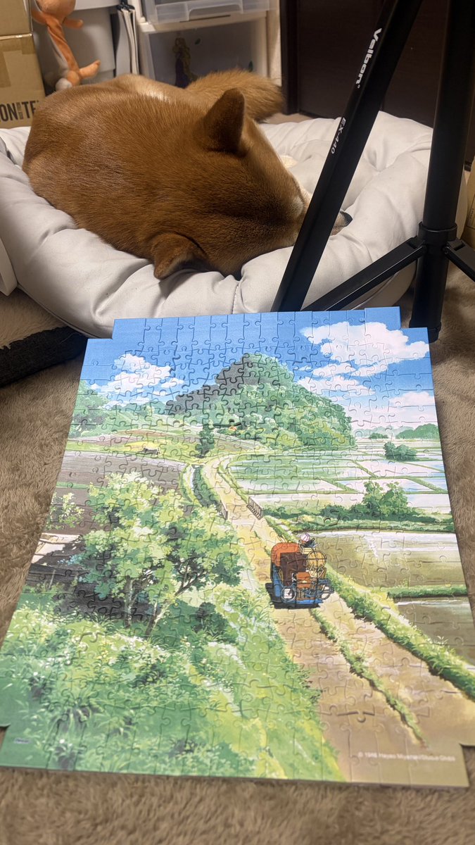 柴犬こむぎとボクの三浦半島のあるじ tweet media