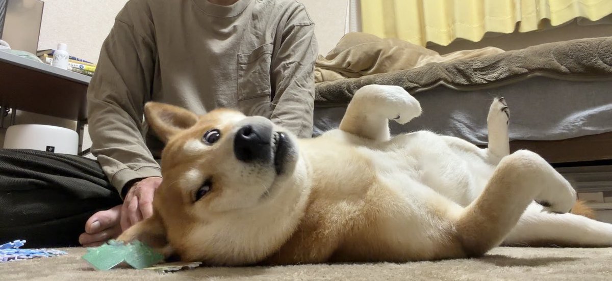 柴犬こむぎとボクの三浦半島のあるじ tweet media