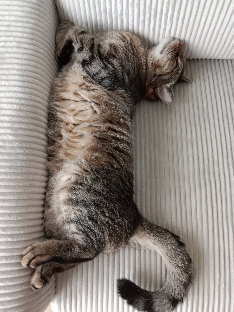 Don Grizzly Modeste tweet media