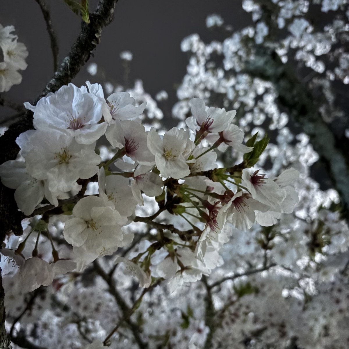 な あ ち や ん tweet media