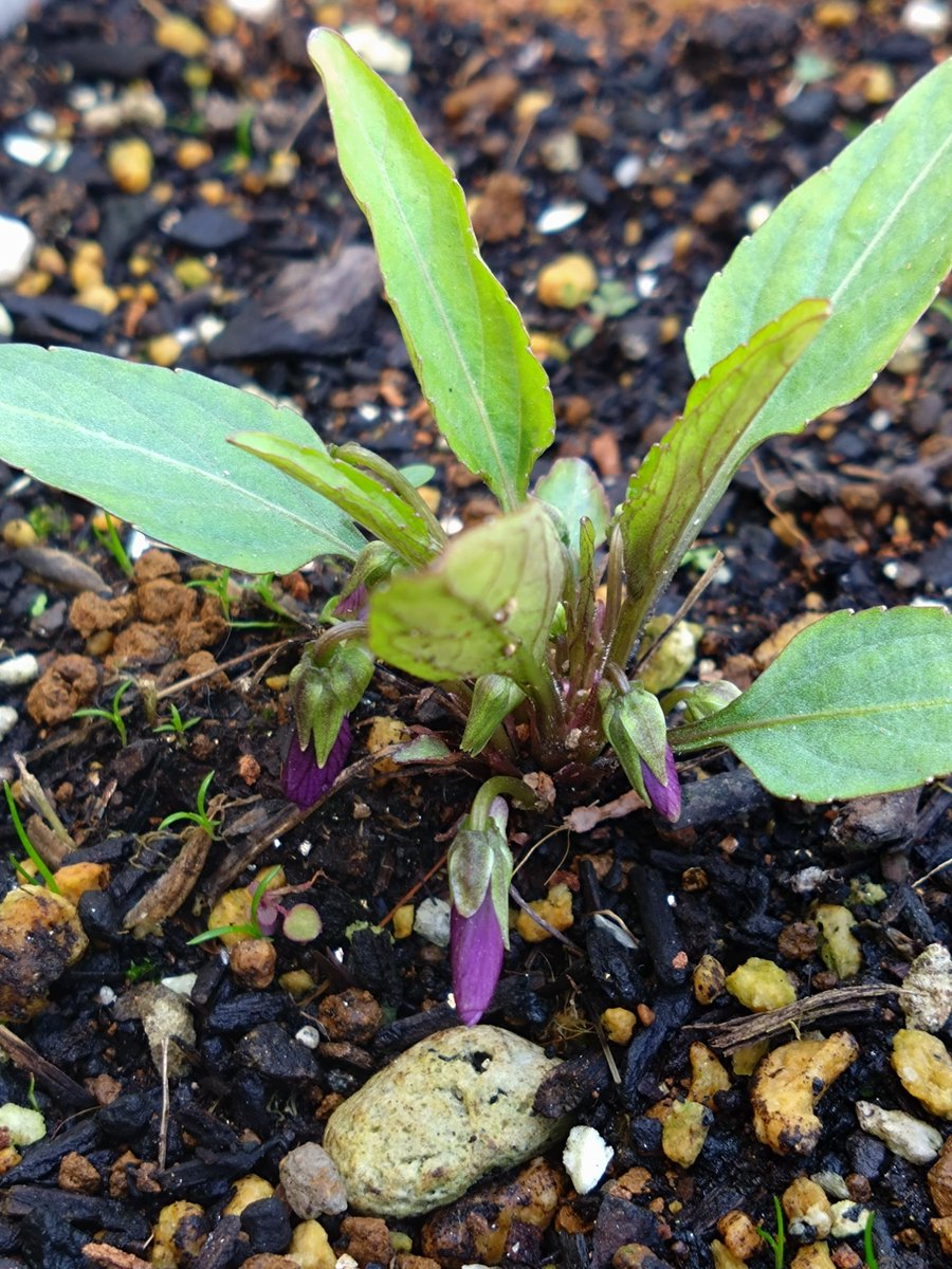 ソロ花活 tweet media