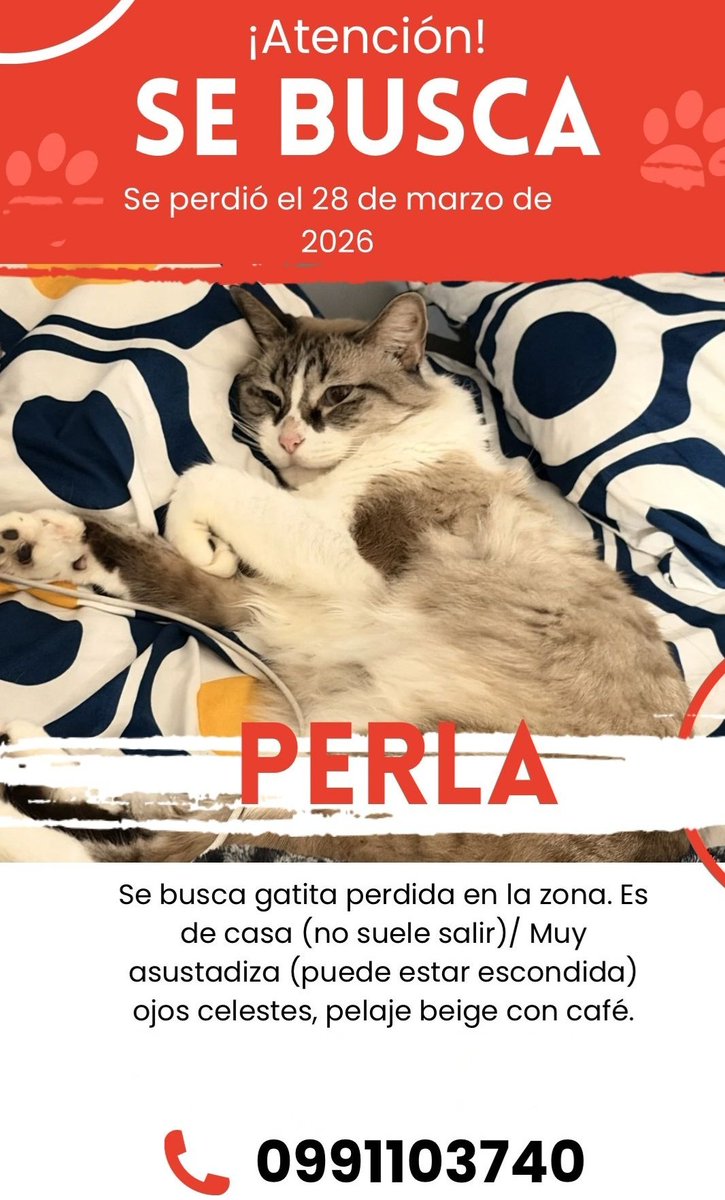 #PERDIDA #GUAYAQUIL
Nombre: #PERLA
Fecha: 28/03/26
Sector: Sur, La Chala, callejón Chambers y callejón 8ava.
Sexo: Hembra
Raza: Mestiza
Obsv.: Ojos azules, pelaje café claro y partes oscuras, esterilizada
Contacto: 0986258974
¡Ayúdala a volver con su familia!
#AlertaMePerdí
